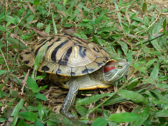 Nhiều người phóng sinh rùa tai đỏ gây hại cho các loài bản địa.