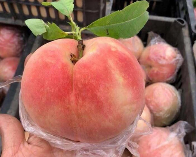 Hiện đào đang được bán với giá trung bình từ 15.000 – 25.000 đồng/kg, tùy size (Nguồn: Kinh tế đô thị)