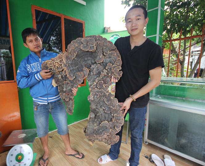 Cây nấm linh chi khủng có hình thù giống bản đồ Việt Nam.