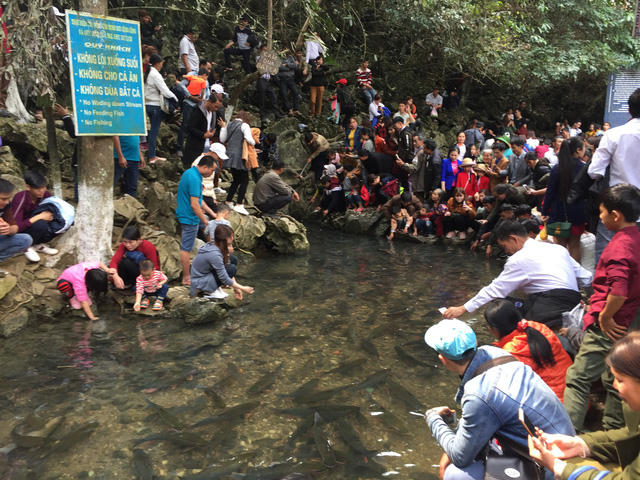 Càng vào sâu trong đầu nguồn (đầu nguồn con suối chảy ra từ khe núi, nơi cá tập trung với mật độ dày đặc), lượng người càng đông.