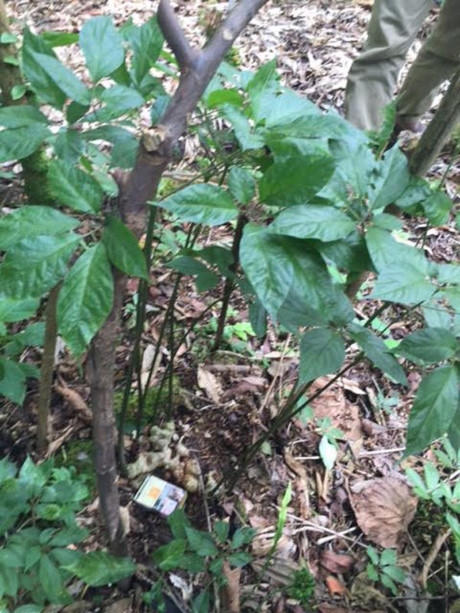 Những gốc Ngọc Linh hơn 20 năm tuổi trong vườn s&acirc;m của &ocirc;ng Lĩnh.