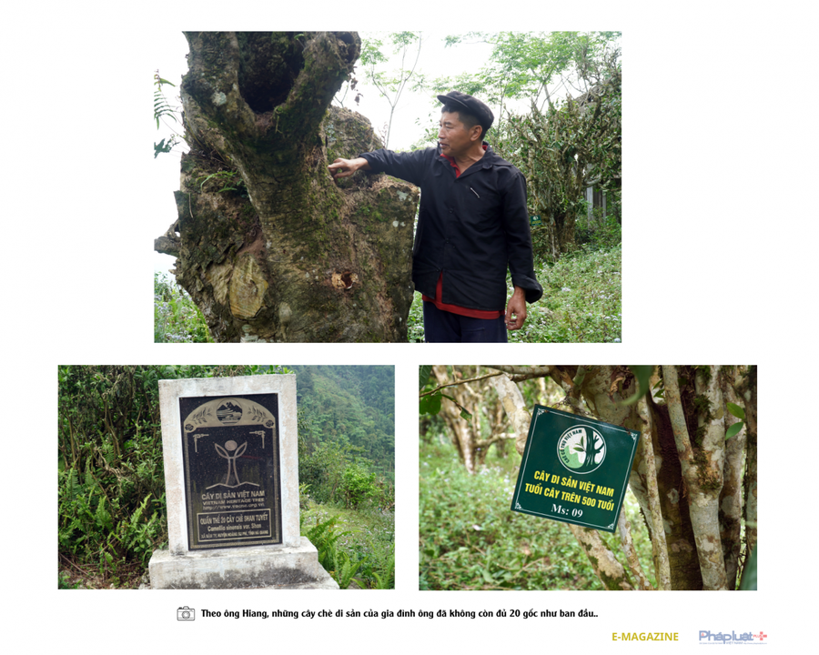 Đau đáu tìm cách bảo tồn và phát triển cây chè shan tuyết cổ thụ