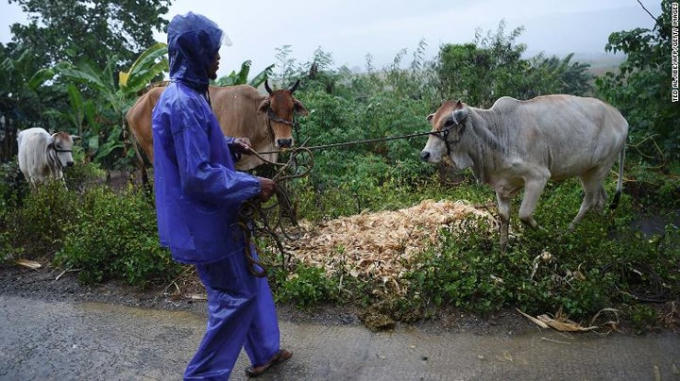 Một người nông dân đang cố đưa đàn bò về nơi trú ẩn an toàn ở Tuguegarao.