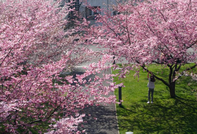Chiêm ngưỡng sắc hoa anh đào đẹp hút hồn từ Tokyo tới Mỹ
