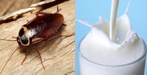 Sữa gián tốt gấp 4 lần sữa bò sẽ trở thành siêu thực phẩm của tương lai.