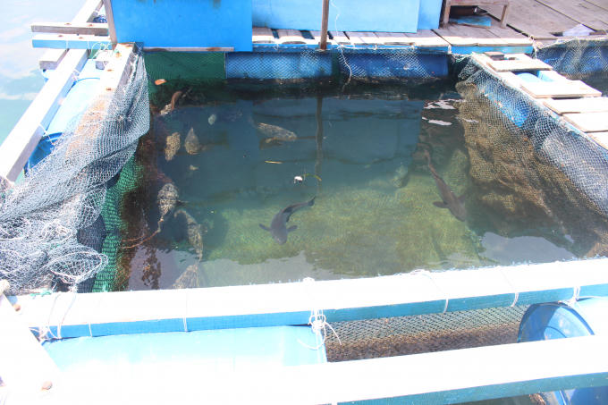 Nhiều hải sản có kinh tế giá trị cao như cá mú sao, cua hoàng đế được ngư dân nuôi, phục vụ khách du lịch.