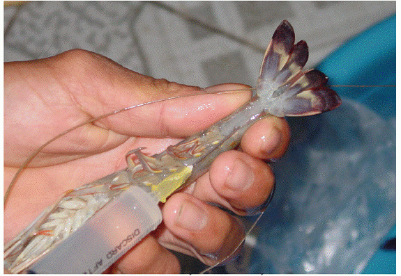 Từ đầu năm đến nay cơ quan chức năng tỉnh Bạc Liêu đã kiểm tra bắt giữ nhiều vụ bơm tạp chất vào tôm để ăn gian tăng trọng. Ảnh: minh họa