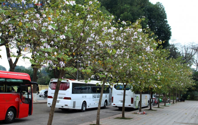 Ngay gần đó là đường Hoàng Diệu, hoa Ban cũng thi nhau khoe sắc. (Ảnh: Đức Biên)