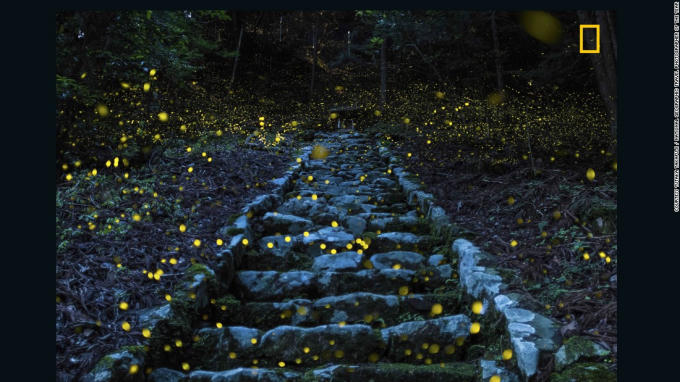 Bức ảnh "Forest of the Fairy" (Khu rừng thần tiên) của Yutaka Takafuji :” Bức ảnh này được chụp vào buổi tối đầu mùa hè ẩm ướt trong khu rừng gần một ngôi làng nhỏ ở vùng Tamba của Nhật Bản. Thời tiết này đã thu hút những con đom đóm đến đây, tạo nên một khung cảnh huyền diệu, tô điểm cho những bậc thang dẫn đến một ngôi đền nhỏ cổ kính của người dân địa phương". Ảnh CNN