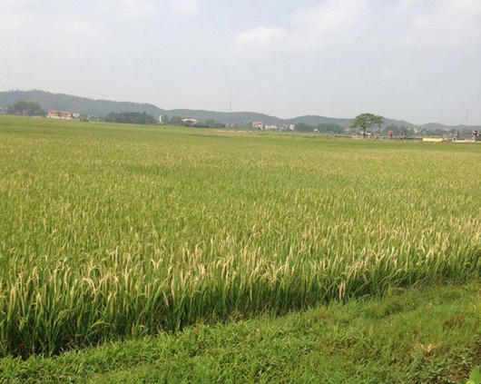 Hình minh họa. (Nguồn: Internet)