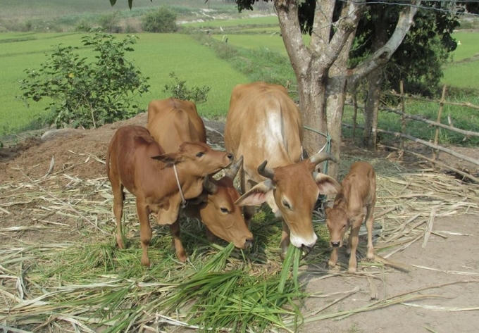 Những cặp b&ograve; từ chương tr&igrave;nh l&agrave; &ldquo;chiếc cần c&acirc;u&rdquo; mở ra cơ hội tho&aacute;t ngh&egrave;o.