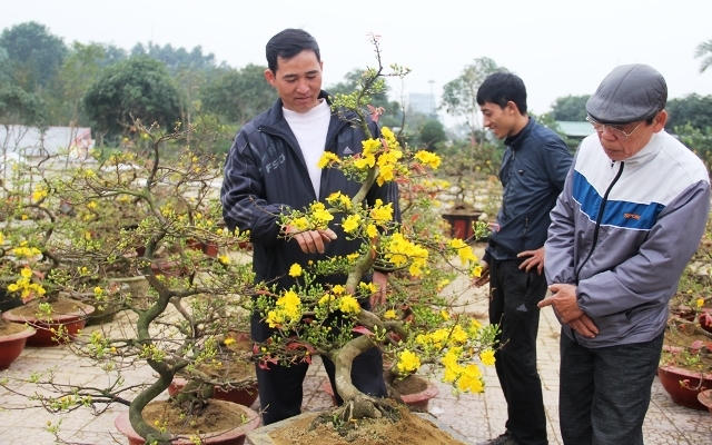 Những cây mai vàng từ mền Nam được nhều người ưa chuộng (ảnh CTV).