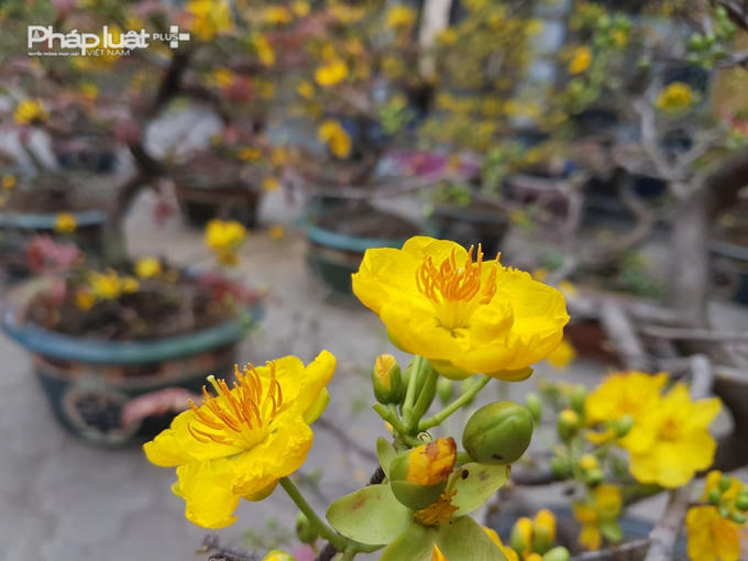 Màu vàng của hoa mai từ lâu được xem là màu tượng trưng cho sự giàu sang, phú quý.