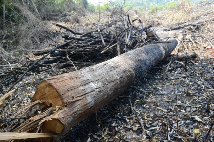 Sau khi rừng bị tàn phá, lâm tặc đã châm lửa đốt để xoá dấu vết.