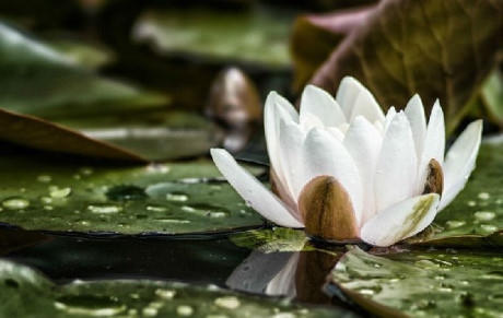 Hoa Lily nước màu trắng sẽ ngoi lên mặt nước khi có mưa.