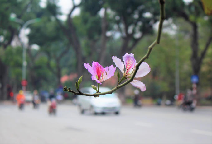 Hoa Ban - Loài hoa của núi rừng Tây Bắc đang phủ sắc tím lên các cung đường của thủ đô.