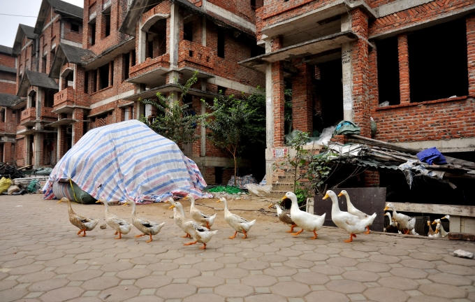 Ngo&agrave;i việc chăn nu&ocirc;i, &ocirc;ng H&ugrave;ng cũng tiến h&agrave;nh cải tạo đất ở biệt thự bỏ hoang trồng rau. Kh&ocirc;ng chỉ tiết kiệm chi ph&iacute; m&agrave; &ocirc;ng H&ugrave;ng cho hay, việc tự cung tự cấp n&agrave;y c&ograve;n đảm bảo an to&agrave;n cho sức khỏe của gia đ&igrave;nh.