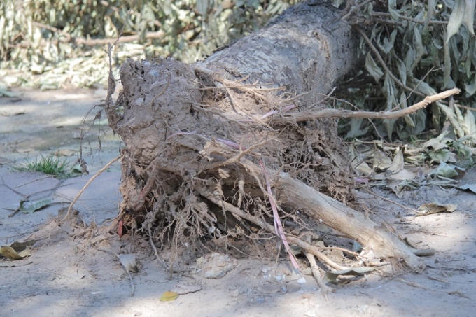 Phần rễ đã khô héo vì bị bật tung khỏi lòng đất.