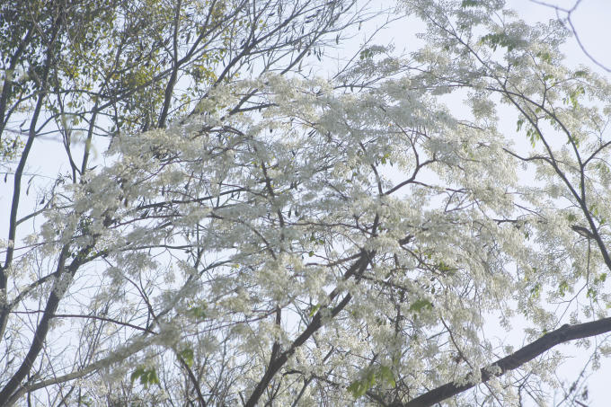 Những ngày này phố phường Hà Nội dường như đang khoác trên minh một