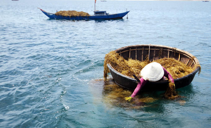 Lần theo đường dây bọt khí chồng lặn phía dưới, người vợ chờ rong nổi lên mặt nước và chèo thuyền thúng vớt lên.
