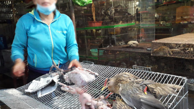 Theo tiết lộ của các chủ hàng, nhiều loại chim được đánh bắt ở các khu bảo tồn gần đó
