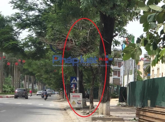 Một cây xanh đã chết không rõ lý do.