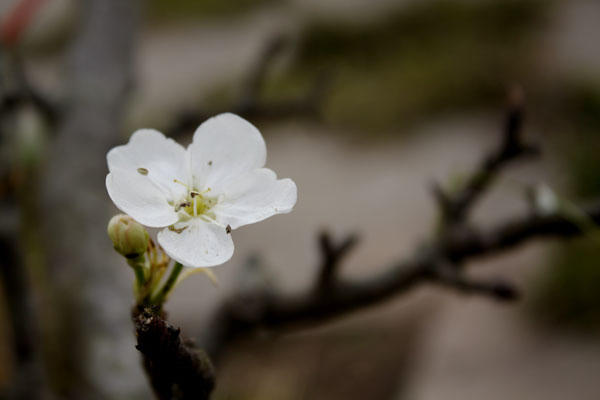 Nhưng b&ocirc;ng hoa l&ecirc; trắng muốt khoe sắc tại chợ hoa Quảng An (T&acirc;y Hồ, H&agrave; Nội).
