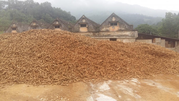 Sắn nguyên liệu được tập kết ngay trên sân.