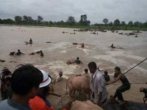 Hàng ngàn ngôi nhà cùng gia súc, gia cầm bị cuốn theo dòng nước.