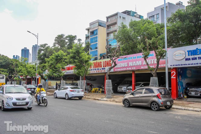 Nhiều cây sưa 'tiền tỷ' trên đường phố Hà Nội dần chết khô trong bọc sắt - ảnh 11