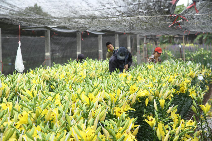 Những ruộng hoa Ly nở sớm hơn so với dự định