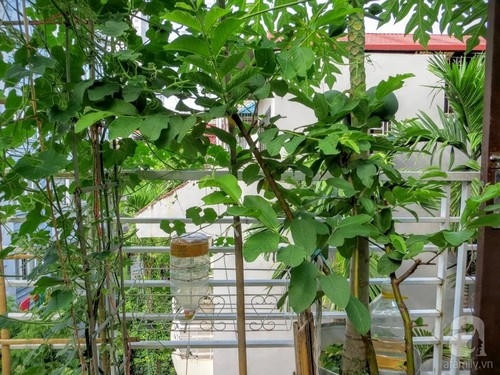 Vườn rau xanh rộng 25m&sup2; m&ugrave;a n&agrave;o thứ ấy của &ldquo;L&atilde;o N&ocirc;ng Phố&rdquo; ở H&agrave; Nội