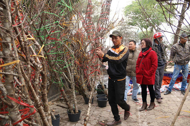 Tại khu vực đường Lạc Long Quân (Hà Nội), có khoảng hơn chục hàng bán đào rừng. So với mọi năm, giá đào năm nay không có nhiều biến động. Trung bình, một cây đào rừng đẹp có giá dao động từ 1 – 5 triệu, những gốc đào cổ thụ, dáng thế đẹp có thể được trả giá trên 10 triệu đồng. Anh Nam, một thương lái buôn đào rừng cho biết, năm nay anh lấy được khoảng 300 gốc đào rừng ở Mộc Châu (Sơn La) đến thời điểm này chỉ còn khoảng 80 gốc. Trong đó, những gốc đẹp, có giá trị đa phần đã bán hết.