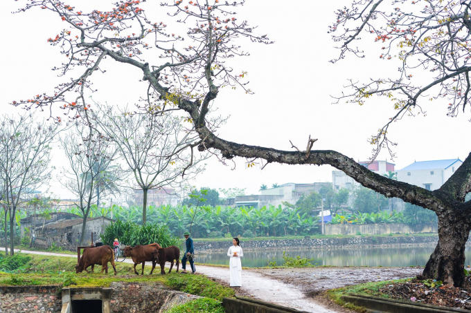 Hoa thắp đỏ một khoảng trời, rực rỡ khoe sắc rồi vài ngày sau hoa lặng lẽ xoay tròn trên không trung như những chiếc chong chong đỏ, gieo mình theo cơn gió, hoa lìa cành vẫn giữ nguyên sắc đỏ.