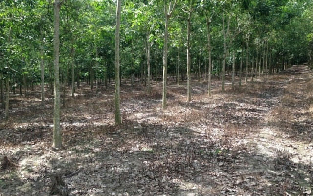 Nhiều diện tích đất rừng thuộc chương trình 135 ở Đắk Nông đã được cấp quyền sử dụng đất trái quy định