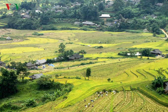 Dưới bàn tay cần cù, chịu khó của người dân bản địa, những thung lũng đất mầu mỡ đã được dệt thành những mùa vàng.