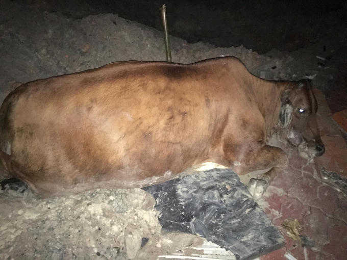 Con bò nằm thoi thóp sau khi bị tông trúng