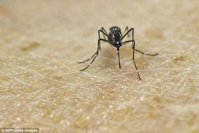 Loại muỗi Aedes truyền bệnh Zikacó rất nhiều tại Việt Nam. Ảnh: AFP