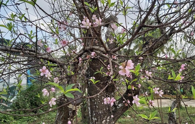 Gốc đào thế, cao khoảng 5m có giá bán lên đến khoảng 15 triệu đồng/gốc.