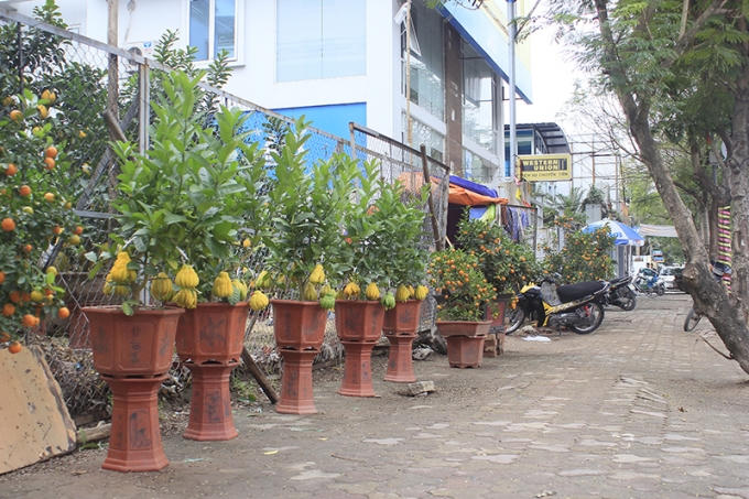 Ngoài đào, không thể thiếu Phật thủ, quất.