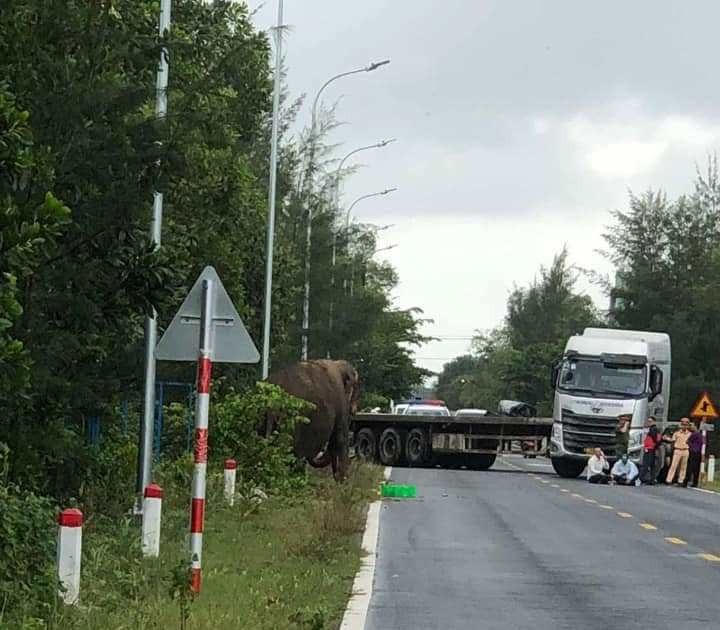 Lực lượng chức năng chốt chặn, điều tiết giao thông nơi voi xuất hiện - Ảnh người dân cung cấp.