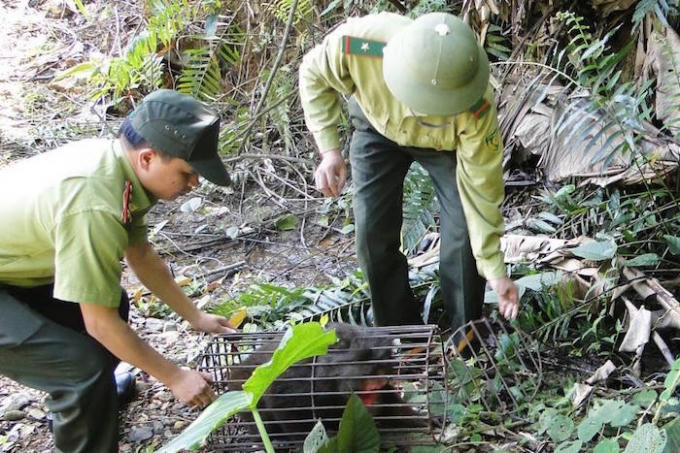 Cá thể khỉ mặt đỏ được giải phóng.