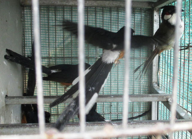 Nhiều loài chim hoang dã bị nuôi nhốt, buôn bán.