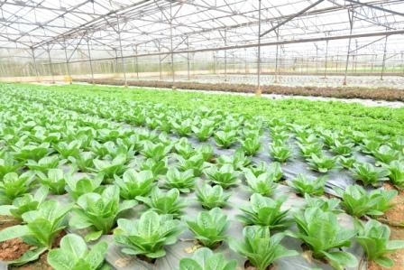 Các bà nội trợ nên chọn mua rau rõ nguồn gốc xuất xứ để đảm bảo an toàn. Ảnh: Đặng Trung Thành.