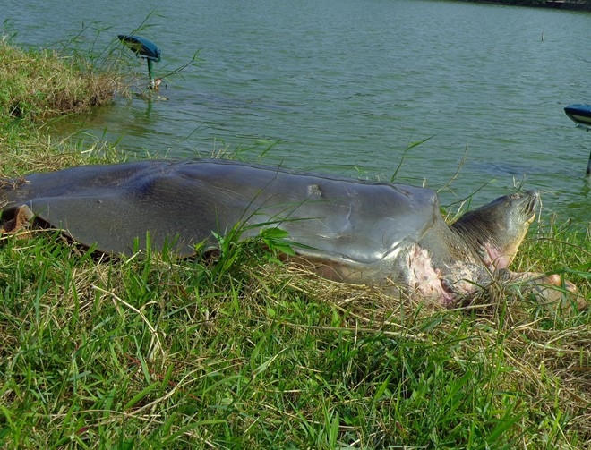 Cụ rùa Hồ Gươm (Ảnh: Hà Đình Đức).