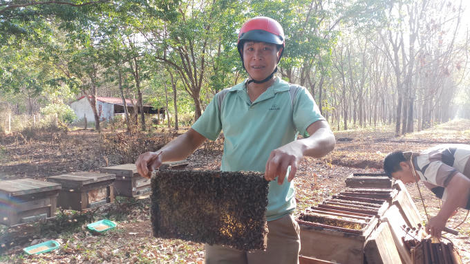 Một chủ ong tại Huyện Cư M' gar cho biết, do thời tiết phức tạp, mật ong mất mùa, rớt giá nên gặp nhiều khó khăn, phải giảm số lượng đàn.