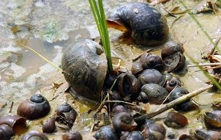 Ốc sống trong môi trường ô nhiễm có thể chứa rất nhiều ký sinh trùng (Ảnh minh họa).