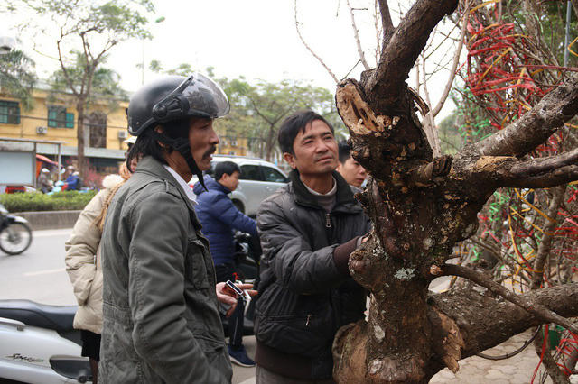 Một gốc đào cổ thụ có giá vào khoảng 10 triệu đồng được bày bán trên đường Lạc Long Quân (Hà Nội).