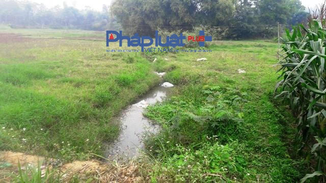 Thậm trí mương tưới tiêu của người dân cũng thành nơi chứa xác lợn chết. (Ảnh Đào Tấn)