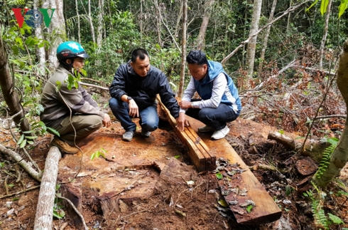 Cây gỗ Hồng Tùng (nhóm ) đường kính hơn 1m, một trong số 5 cây gỗ giá trị đã bị lâm tặc cưa hạ, xẻ gỗ và vận chuyển ra khỏi rừng..